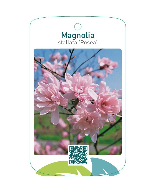 Magnolia stellata ‘Rosea’