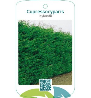 Cupressocyparis leylandii