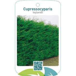 Cupressocyparis leylandii