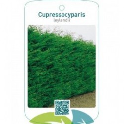 Cupressocyparis leylandii