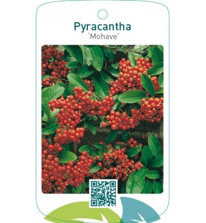 Pyracantha ‘Mohave’