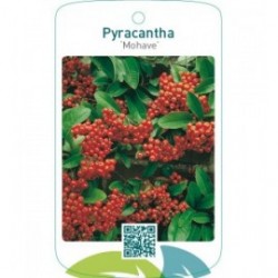 Pyracantha ‘Mohave’