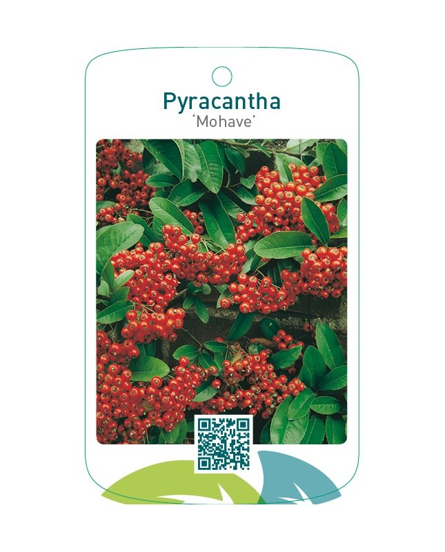 Pyracantha ‘Mohave’