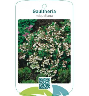 Gaultheria miqueliana