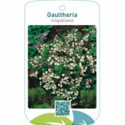 Gaultheria miqueliana