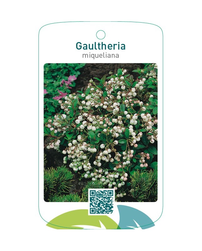 Gaultheria miqueliana