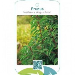 Prunus lusitanica ‘Angustifolia’