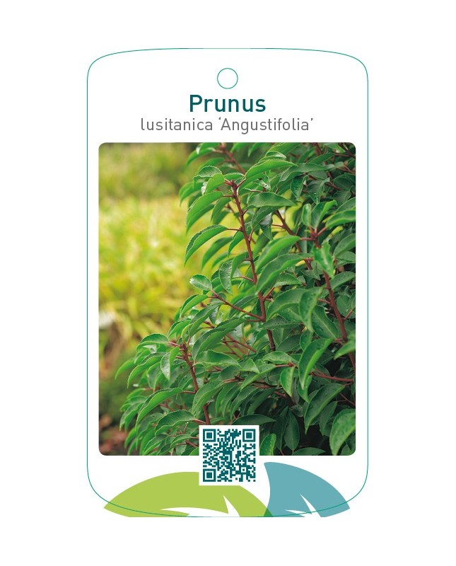 Prunus lusitanica ‘Angustifolia’