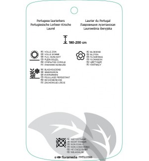 Etichette di Prunus lusitanica ‘Angustifolia’ *