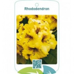 Rhododendron  geel