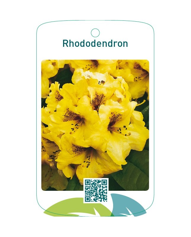 Rhododendron  geel