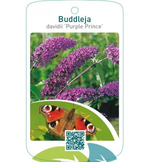 Buddleja davidii ‘Purple Prince’