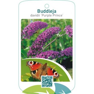 Buddleja davidii ‘Purple Prince’
