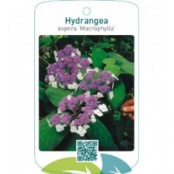 Hydrangea aspera ‘Macrophylla’
