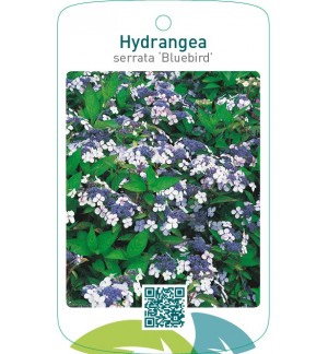 Hydrangea serrata ‘Bluebird’