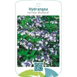 Hydrangea serrata ‘Bluebird’