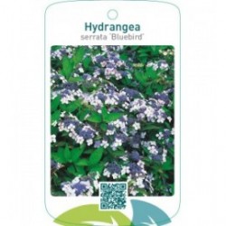 Hydrangea serrata ‘Bluebird’
