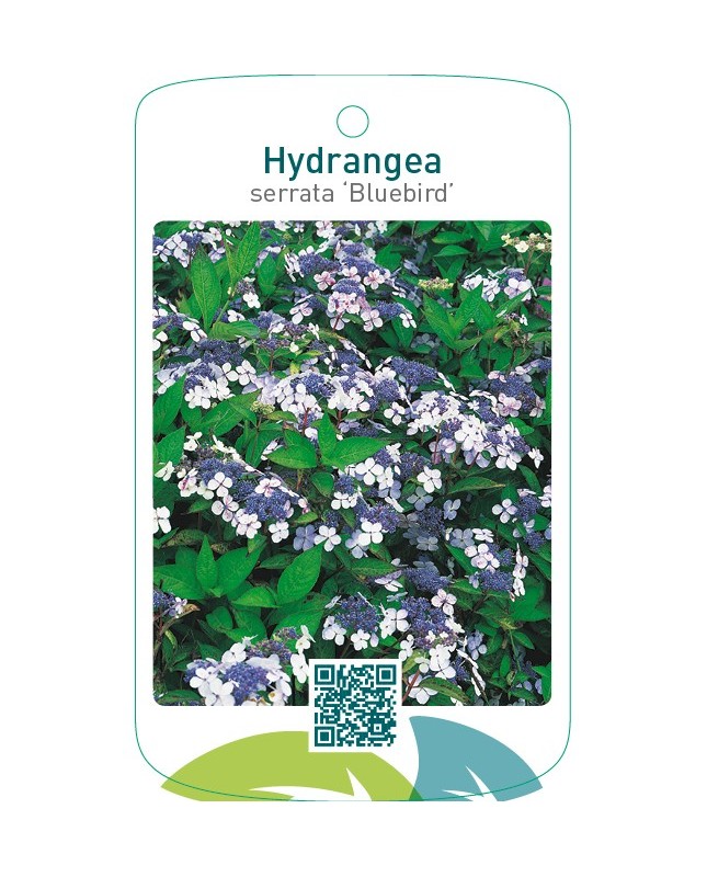 Hydrangea serrata ‘Bluebird’