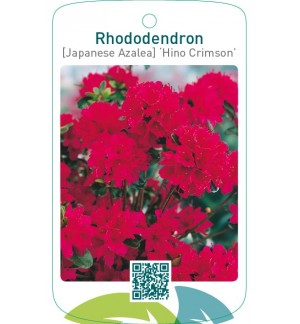 Rhododendron [Japanese Azalea] ‘Hino-Crimson’