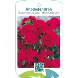 Rhododendron [Japanese Azalea] ‘Hino-Crimson’