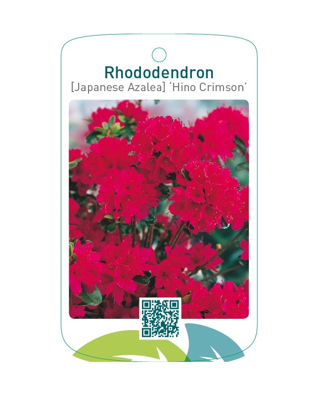 Rhododendron [Japanese Azalea] ‘Hino-Crimson’