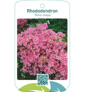 Rhododendron [Japanese Azalea] ‘Hino-mayo’