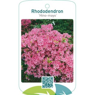 Rhododendron [Japanese Azalea] ‘Hino-mayo’