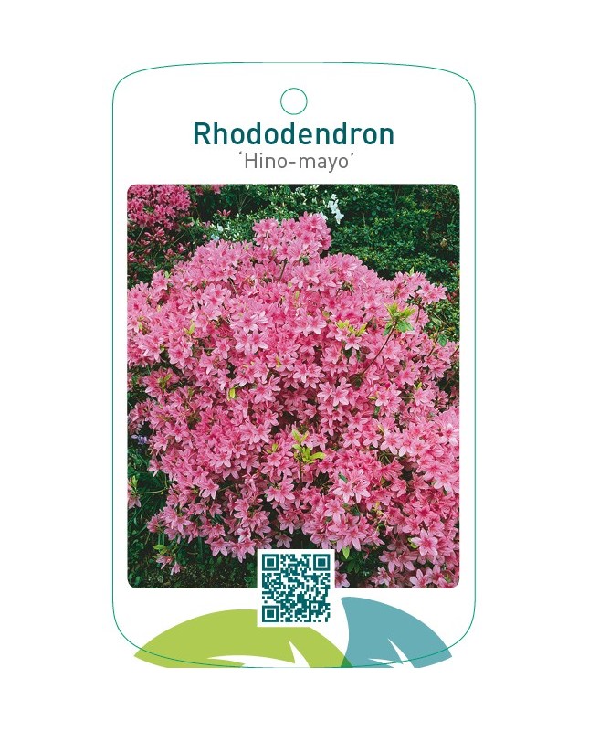 Rhododendron [Japanese Azalea] ‘Hino-mayo’