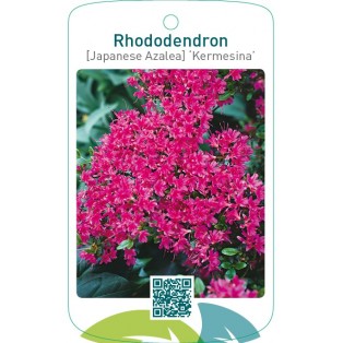 Rhododendron [Japanese Azalea] ‘Kermesina’