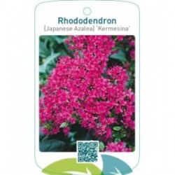 Rhododendron [Japanese Azalea] ‘Kermesina’
