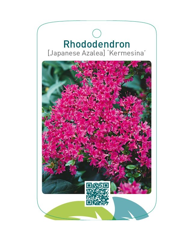 Rhododendron [Japanese Azalea] ‘Kermesina’