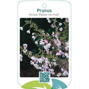 Prunus incisa ‘Kojou-no-mai’