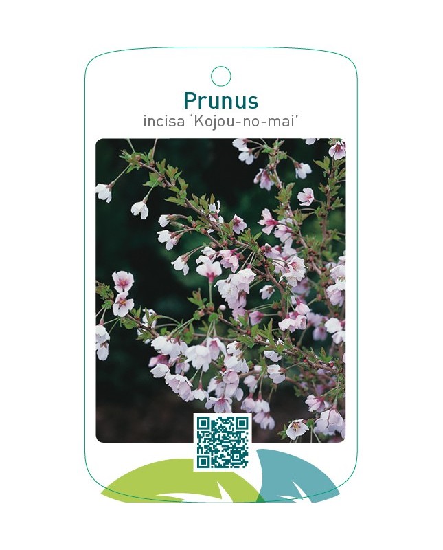 Prunus incisa ‘Kojou-no-mai’