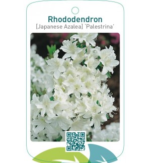 Rhododendron [Japanese Azalea] ‘Palestrina’
