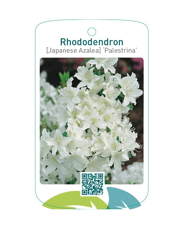 Rhododendron [Japanese Azalea] ‘Palestrina’