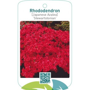 Rhododendron [Japanese Azalea] ‘Stewartstonian’