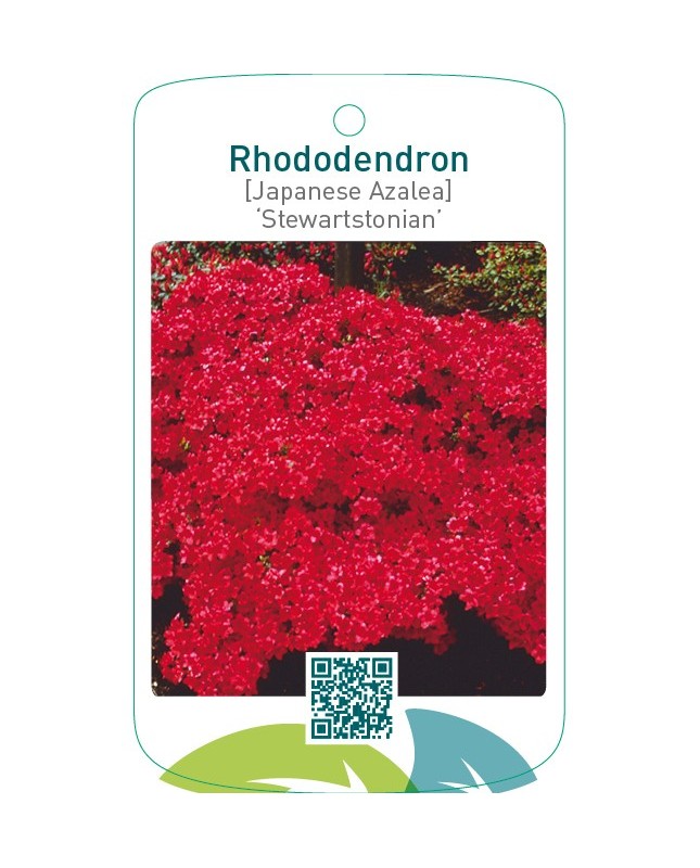 Rhododendron [Japanese Azalea] ‘Stewartstonian’