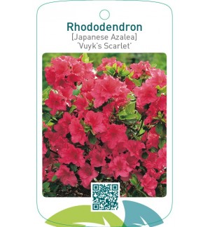 Rhododendron [Japanese Azalea] ‘Vuyk’s Scarlet’