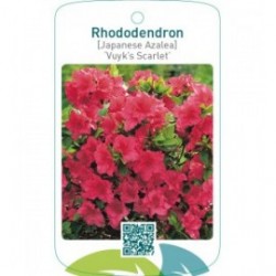 Rhododendron [Japanese Azalea] ‘Vuyk’s Scarlet’