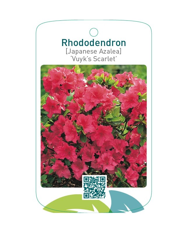 Rhododendron [Japanese Azalea] ‘Vuyk’s Scarlet’