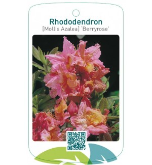 Rhododendron [Mollis Azalea] ‘Berryrose’