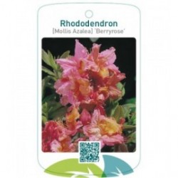 Rhododendron [Mollis Azalea] ‘Berryrose’
