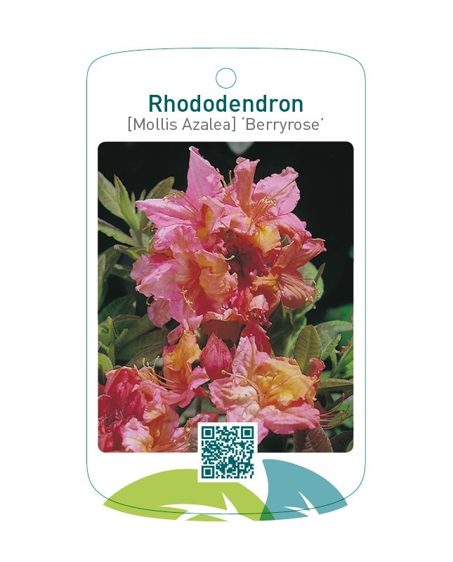 Rhododendron [Mollis Azalea] ‘Berryrose’