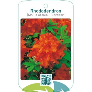 Rhododendron [Mollis Azalea] ‘Gibraltar’