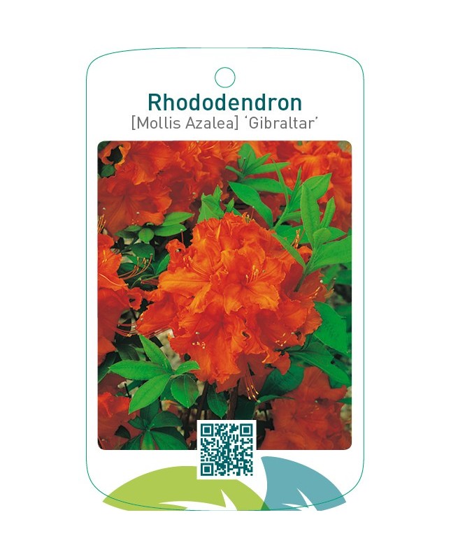 Rhododendron [Mollis Azalea] ‘Gibraltar’