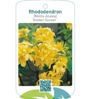 Rhododendron [Mollis Azalea] ‘Golden Sunset’