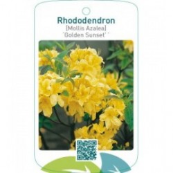 Rhododendron [Mollis Azalea] ‘Golden Sunset’