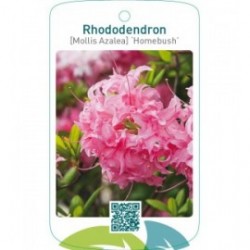 Rhododendron [Mollis Azalea] ‘Homebush’