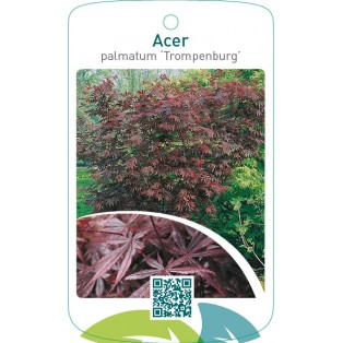 Acer palmatum ‘Trompenburg’