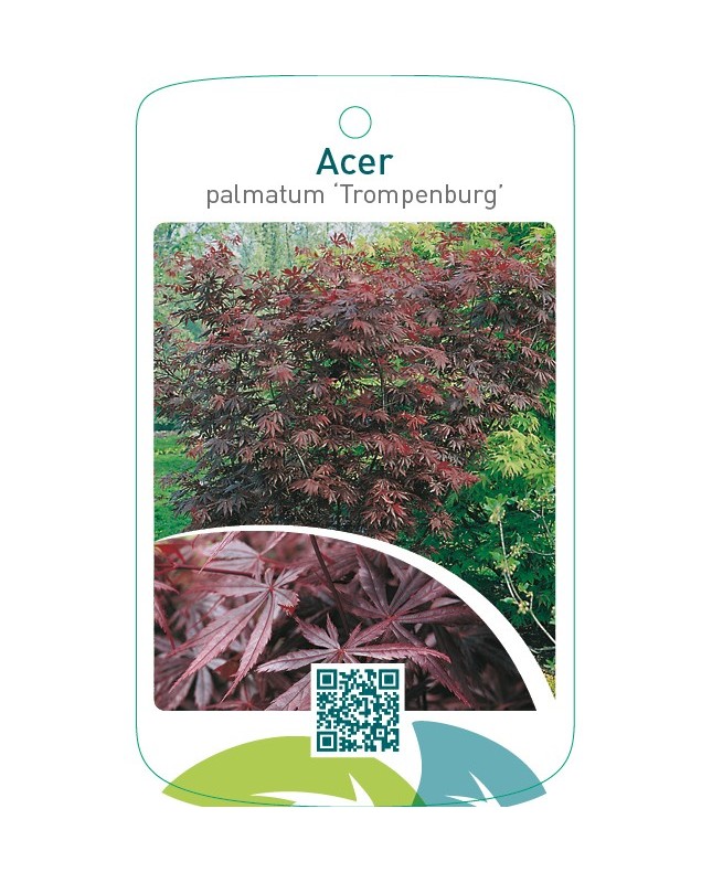 Acer palmatum ‘Trompenburg’